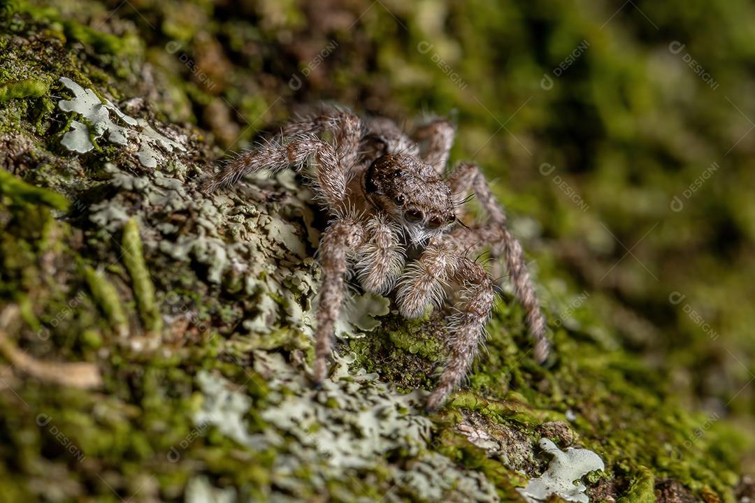 Aranha saltadora macho adulto da espécie Platycryptus magnus em um tronco de árvore