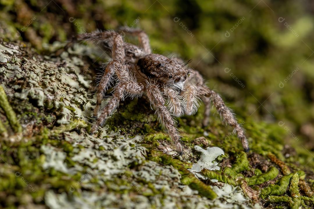 Aranha saltadora macho adulto da espécie Platycryptus magnus em um tronco de árvore