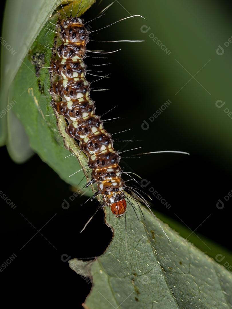 Lagarta ornamentada Bella Moth da espécie Utetheisa ornatrix