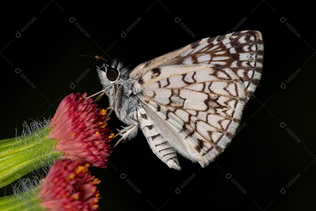 Orcus Checkered-Skipper da espécie Burnsius orcus