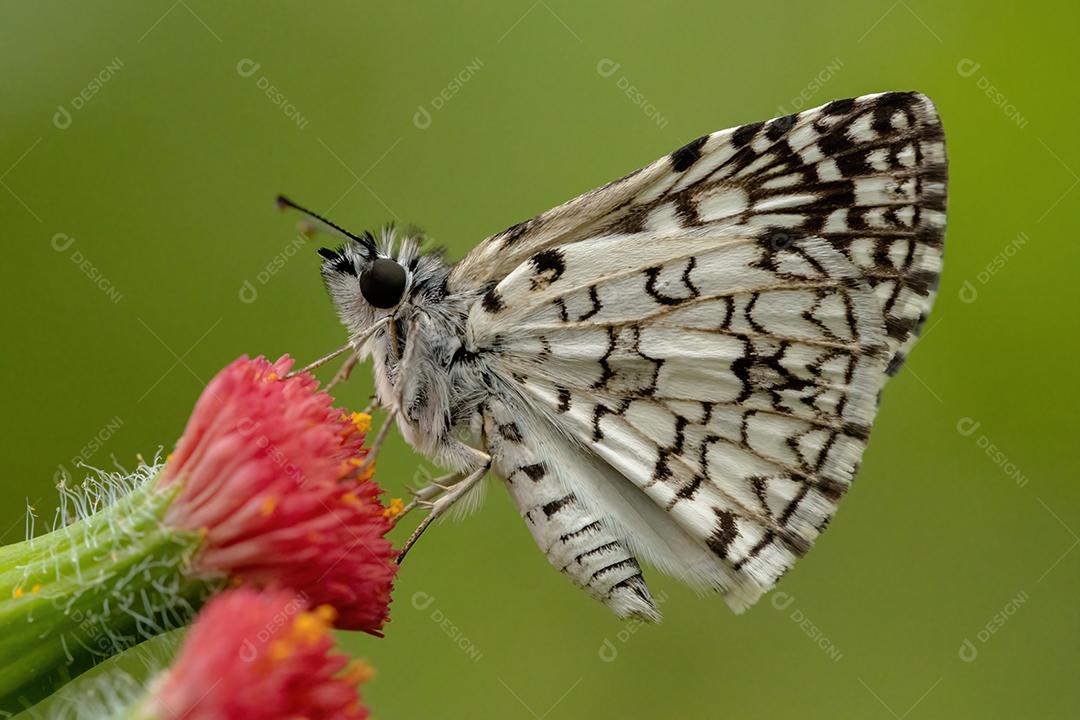 Orcus Checkered-Skipper da espécie Burnsius orcus