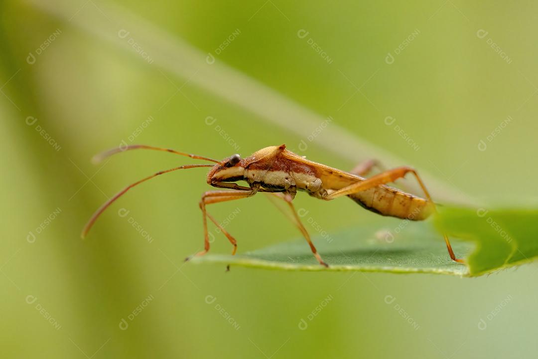 Inseto-de-cabeça-larga adulto da espécie Neomegalotomus parvus