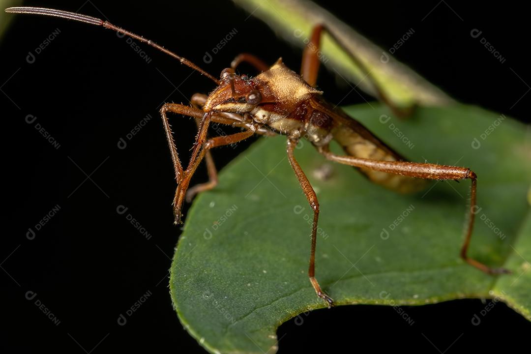 Inseto-de-cabeça-larga adulto da espécie Neomegalotomus parvus