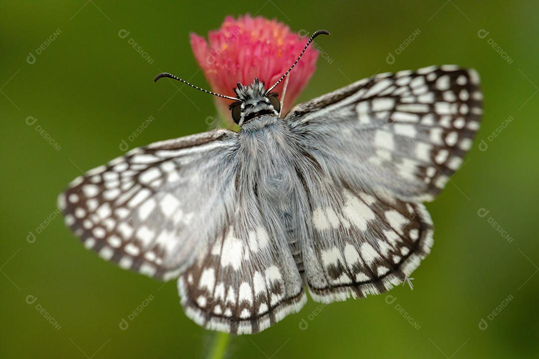 Orcus Checkered-Skipper da espécie Burnsius orcus