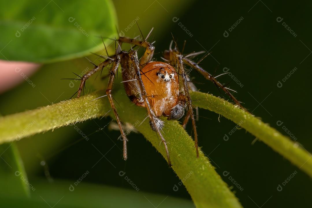 Aranha Lince Adulto Masculino do Gênero Hamataliwa