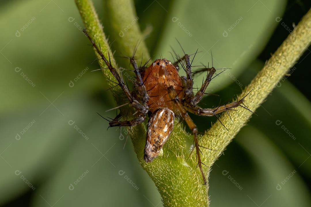 Aranha Lince Adulto Masculino do Gênero Hamataliwa