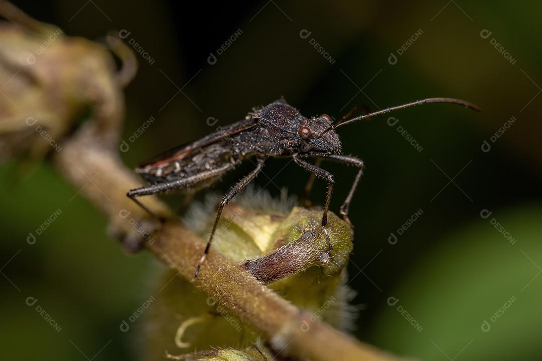 Inseto de cabeça larga adulto da subfamília Alydinae