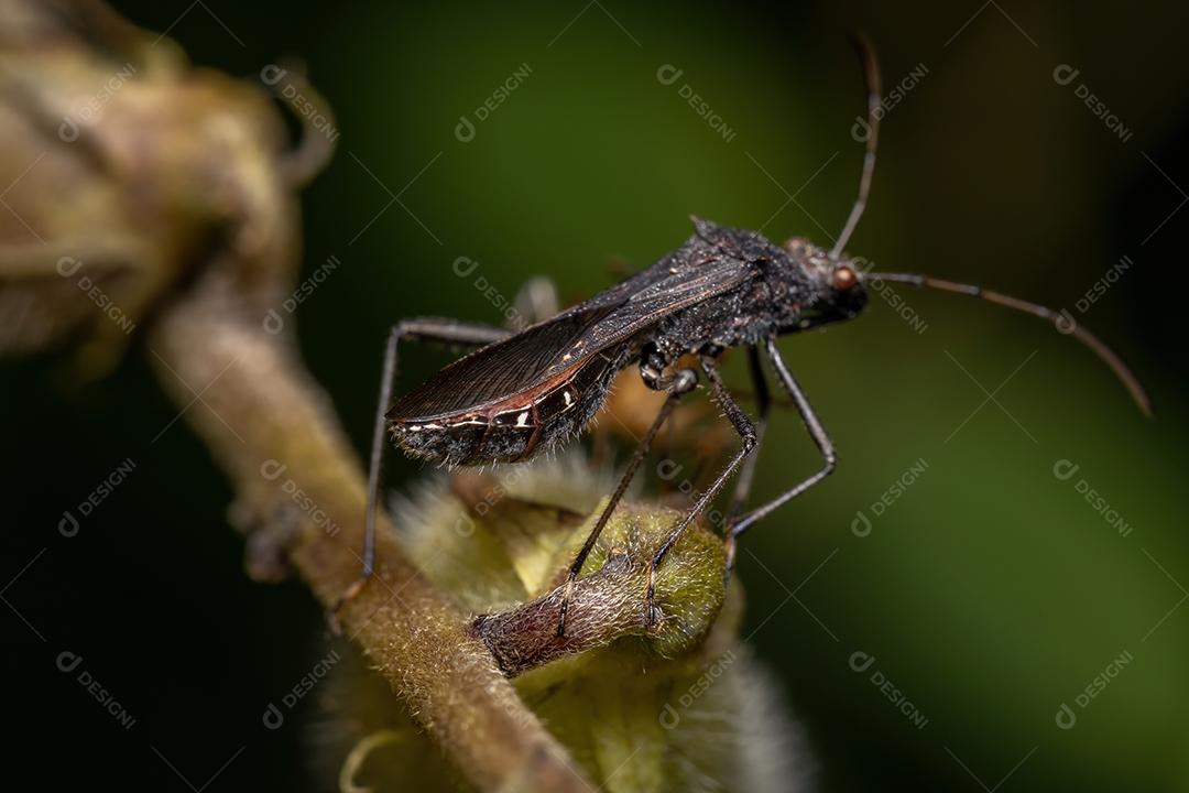 Inseto de cabeça larga adulto da subfamília Alydinae