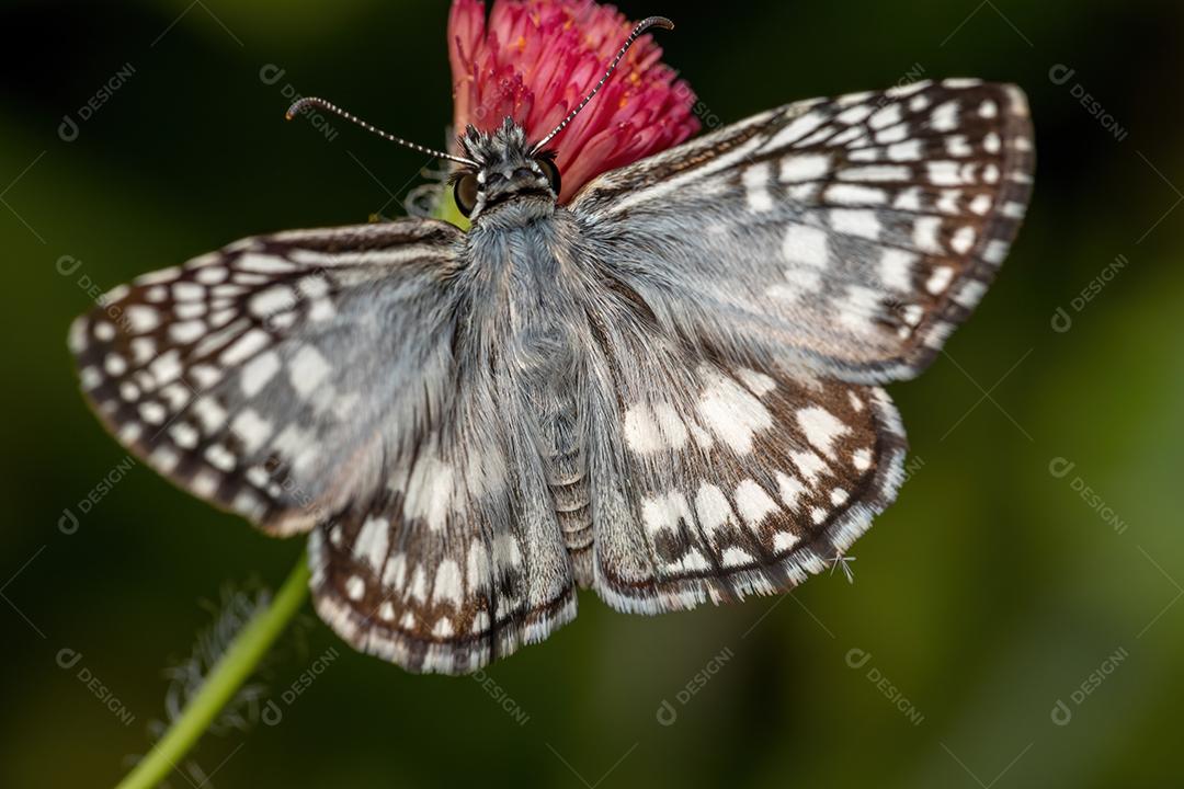 Orcus Checkered-Skipper da espécie Burnsius orcus