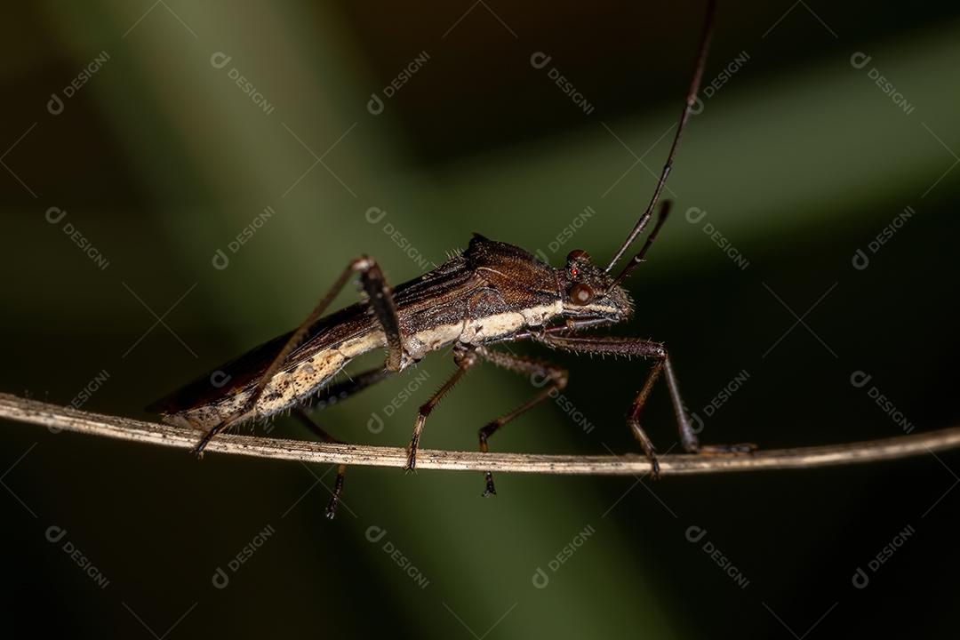 Inseto-de-cabeça-larga adulto da espécie Neomegalotomus parvus