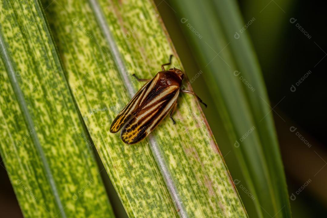 Froghopper adulto da família Cercopidae