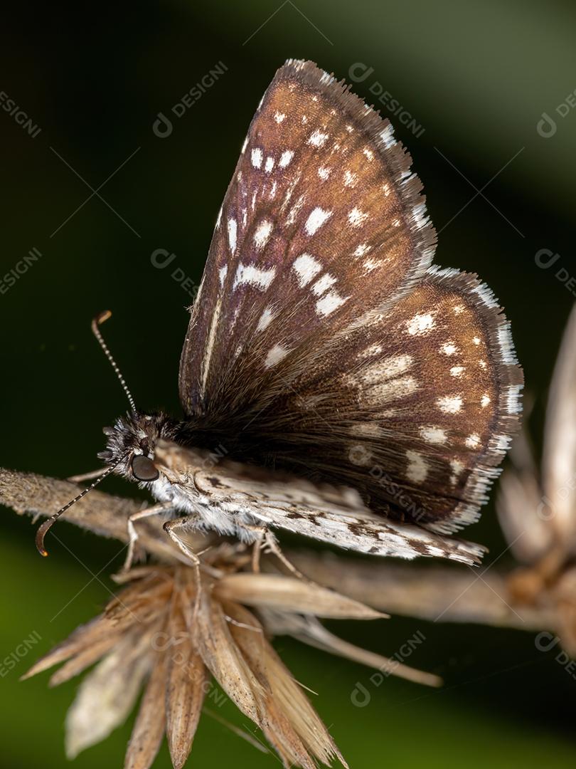 Orcus Checkered-Skipper da espécie Burnsius orcus