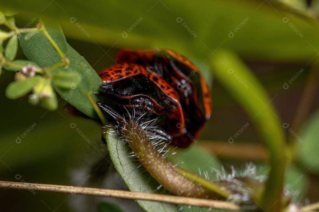 Besouros de tartaruga adultos do gênero Botanochara