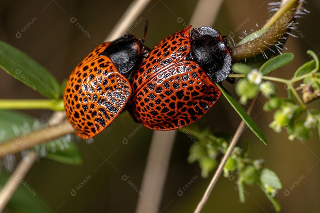 Besouros de tartaruga adultos do gênero Botanochara