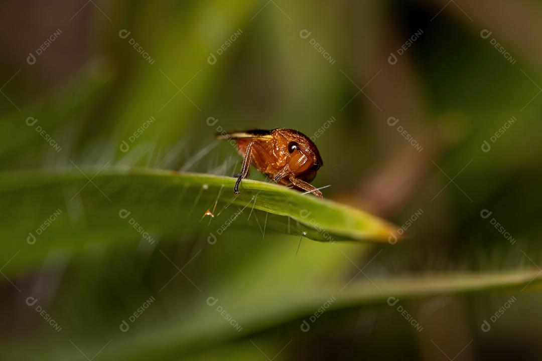 Froghopper adulto da família Cercopidae