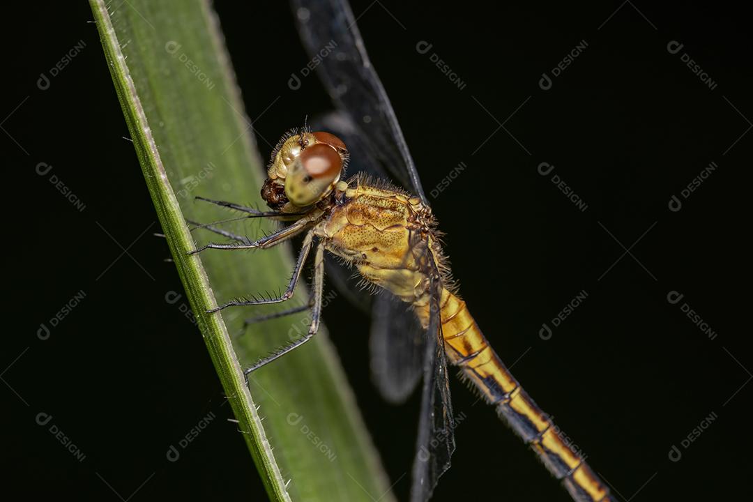 Dragonlet adulto do gênero Erythrodiplax