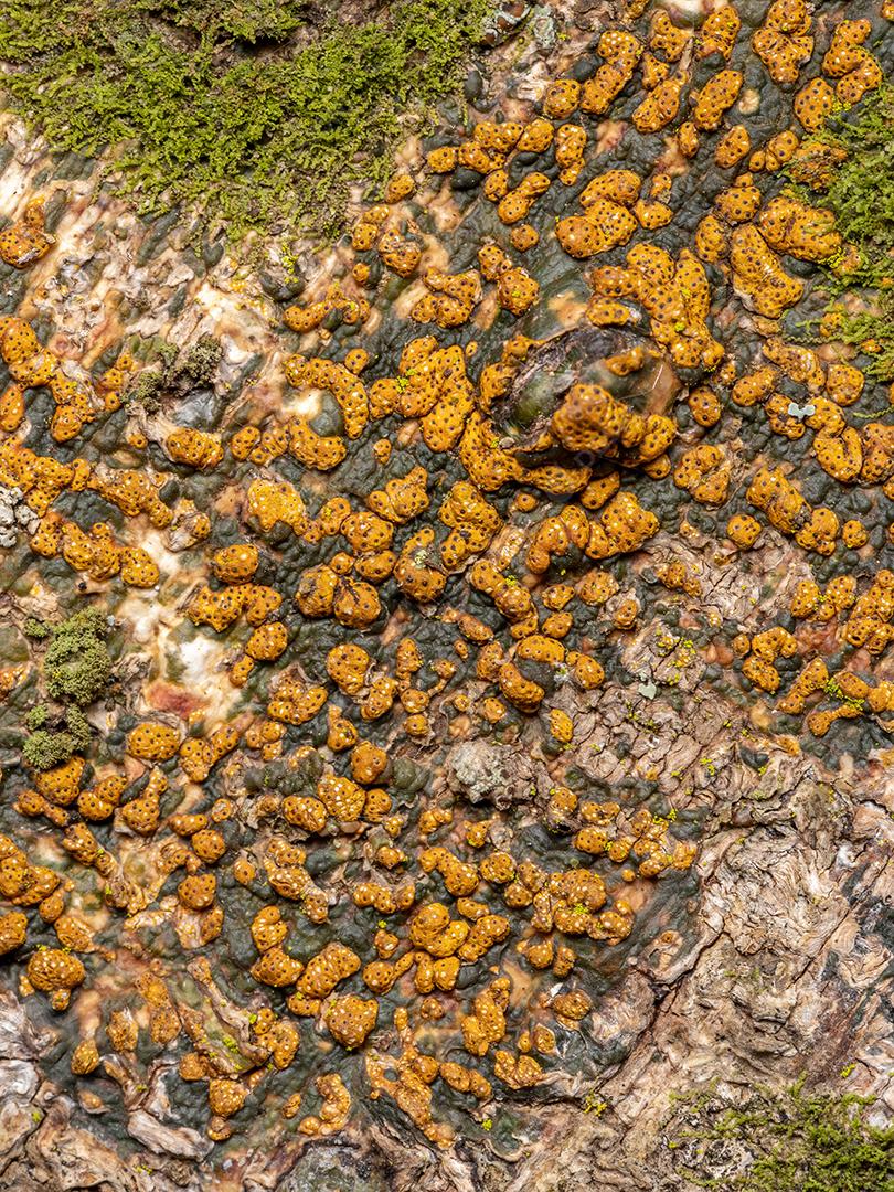 Ascomicetos Superiores Amarelos do Gênero Trypethelium