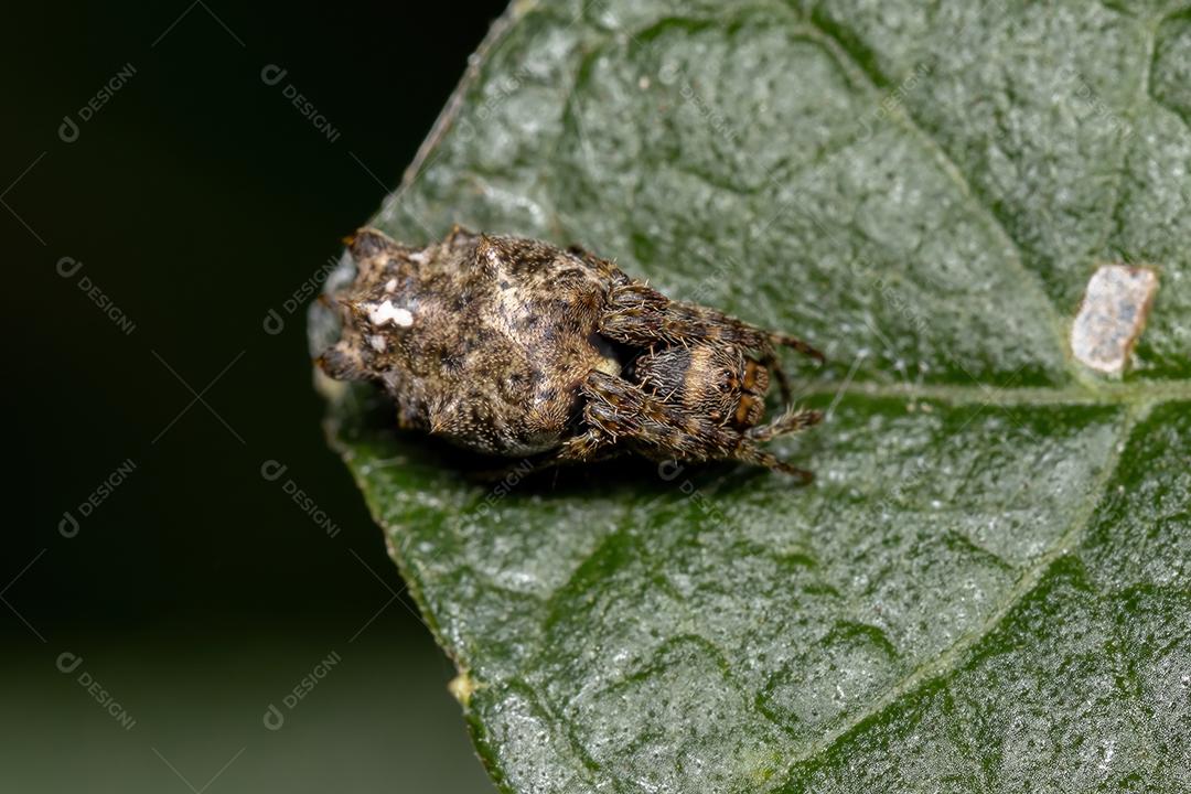 Orbweaver típico do gênero Wagneriana