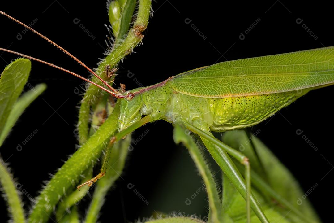 Fêmea adulta haneropterina Katydid do gênero Hyperophora