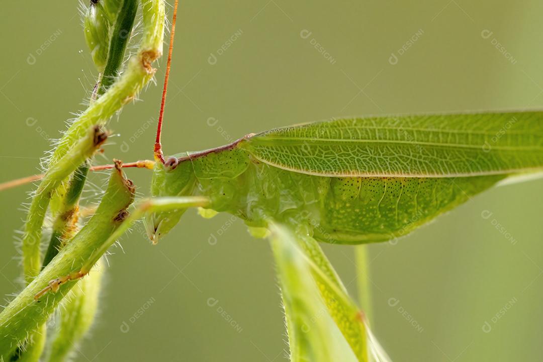 Fêmea adulta haneropterina Katydid do gênero Hyperophora
