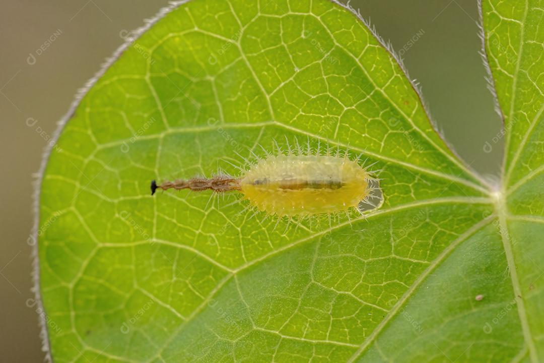 Larvae of the Turtle Beetle of the Subfamily Cassidinae