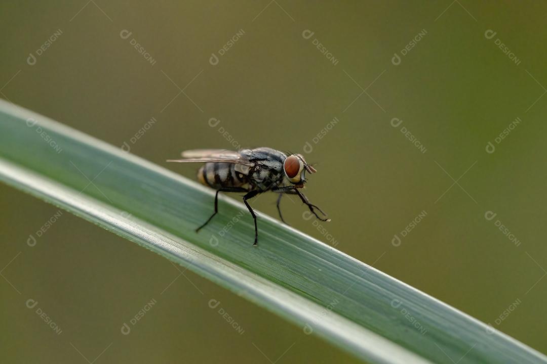 Mosca de carne adulta da família Sarcophagidae