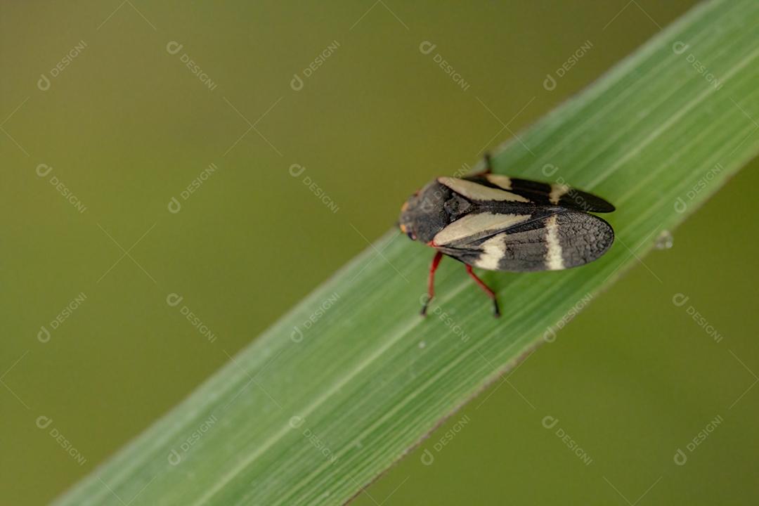 Inseto Froghopper adulto da espécie Deois flavopicta