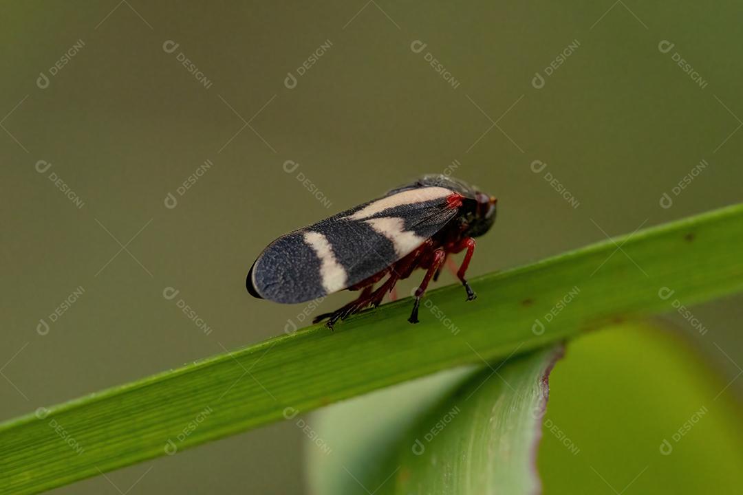 Inseto Froghopper adulto da espécie Deois flavopicta