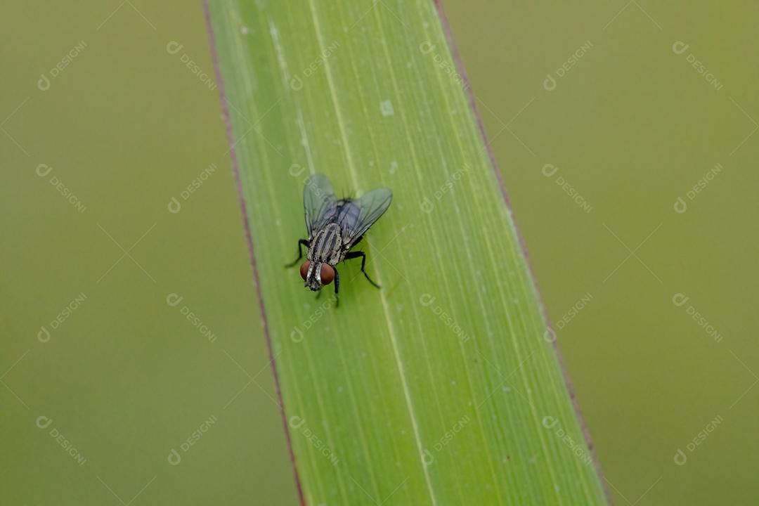 Mosca de carne adulta da família Sarcophagidae