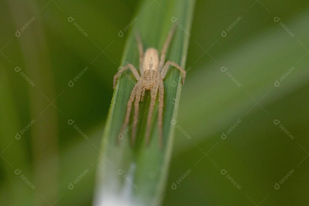 Aranha do Caranguejo Correndo da Família Philodromidae
