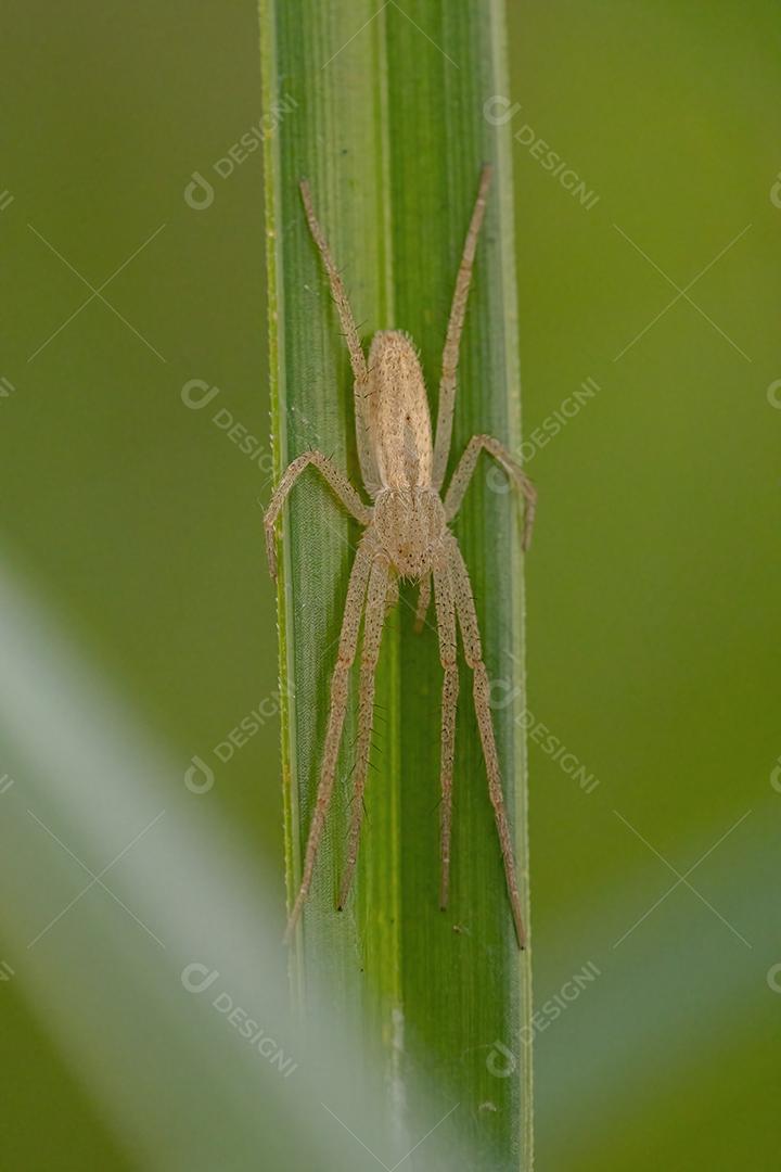 Aranha do Caranguejo Correndo da Família Philodromidae