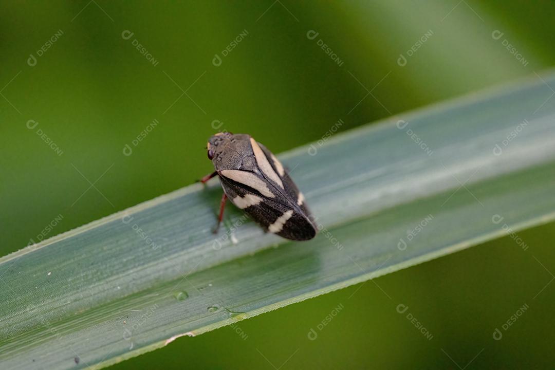 Inseto Froghopper adulto da espécie Deois flavopicta