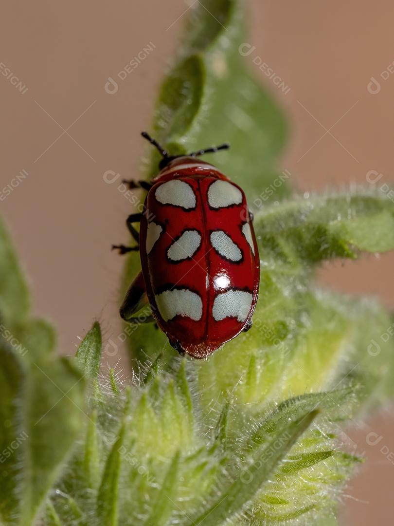 Besouro-pulga adulto da espécie Omophoita argus