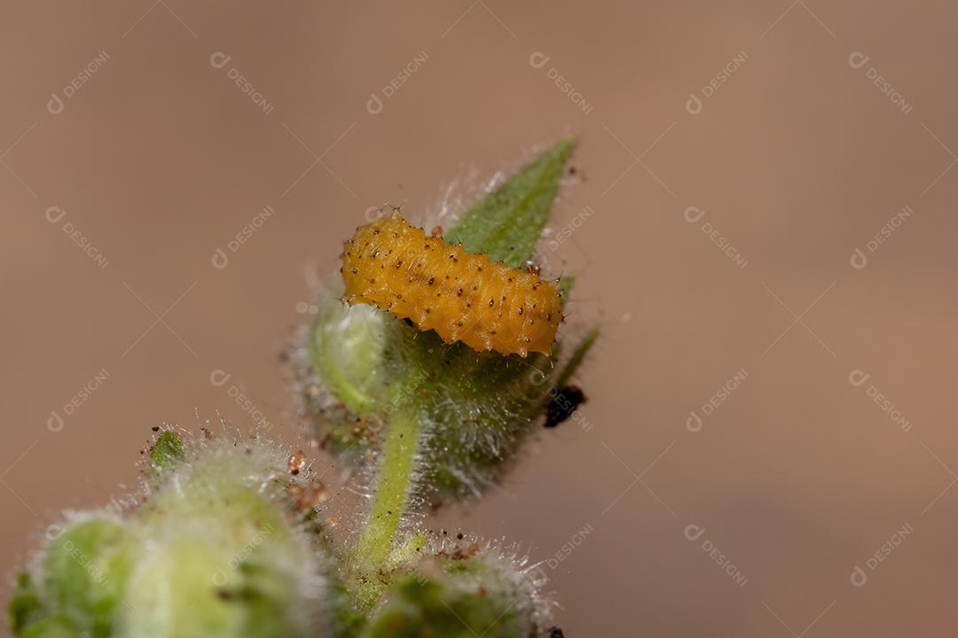 Larvas do besouro da pulga da espécie Omophoita argus