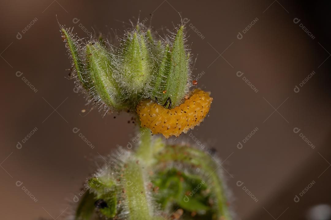 Larvas do besouro da pulga da espécie Omophoita argus