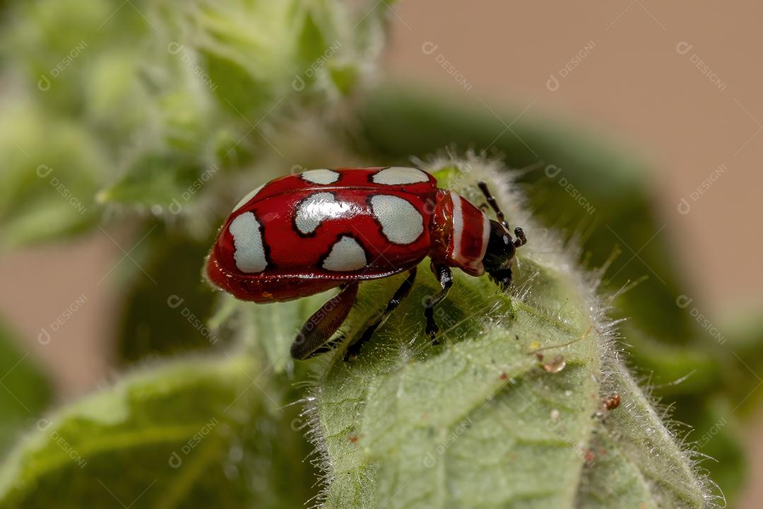 Besouro-pulga adulto da espécie Omophoita argus