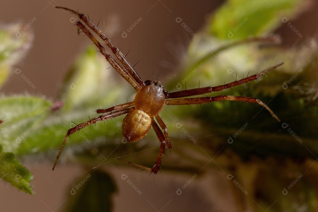 Masculino Silver Garden Orbweaver da espécie Argiope argentata