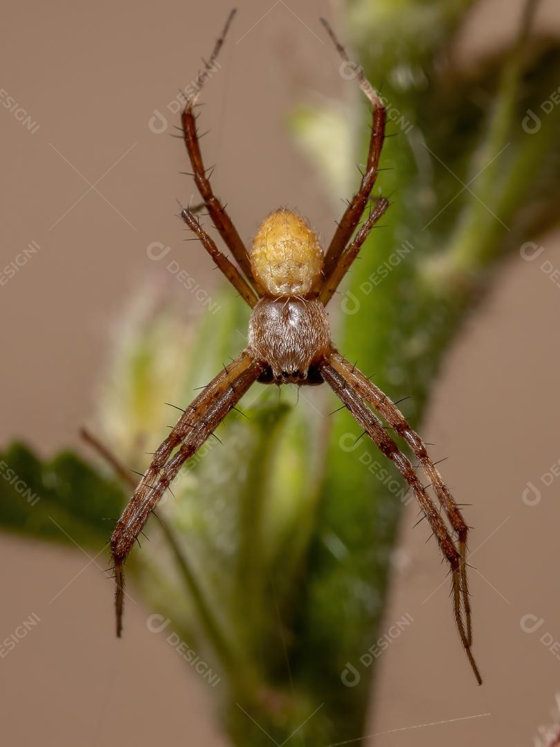 Masculino Silver Garden Orbweaver da espécie Argiope argentata