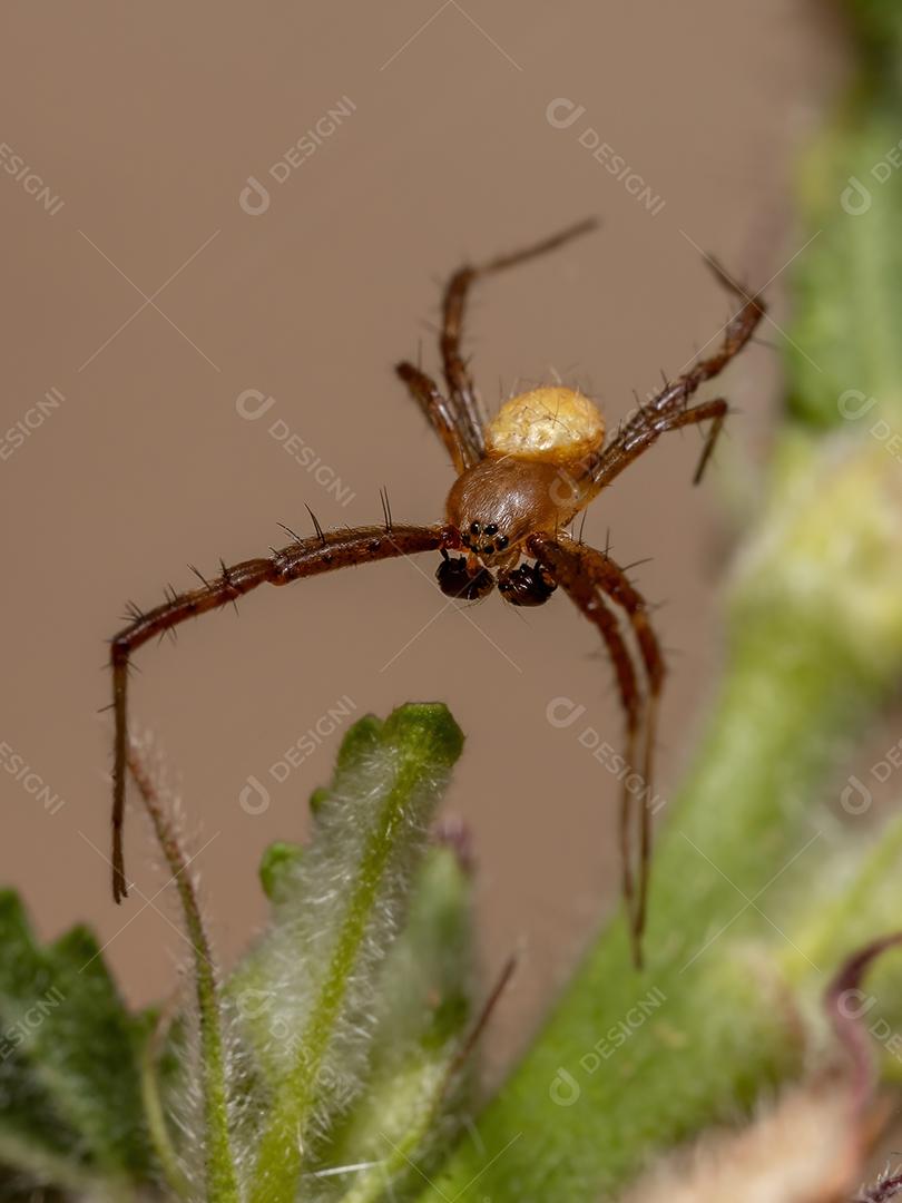 Masculino Silver Garden Orbweaver da espécie Argiope argentata