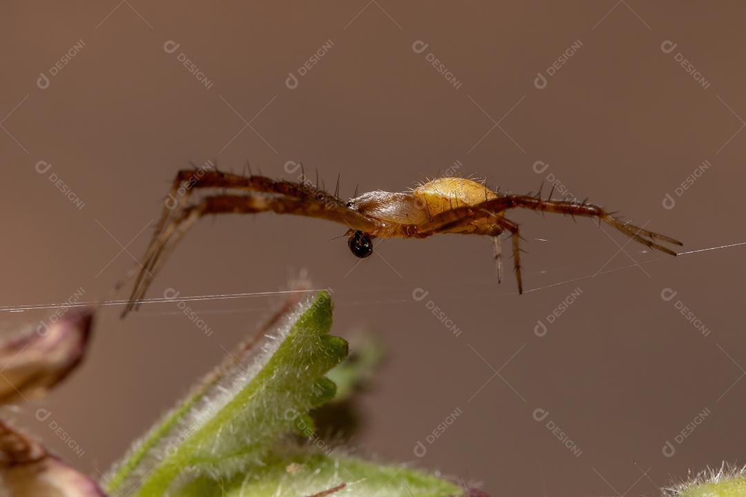 Masculino Silver Garden Orbweaver da espécie Argiope argentata