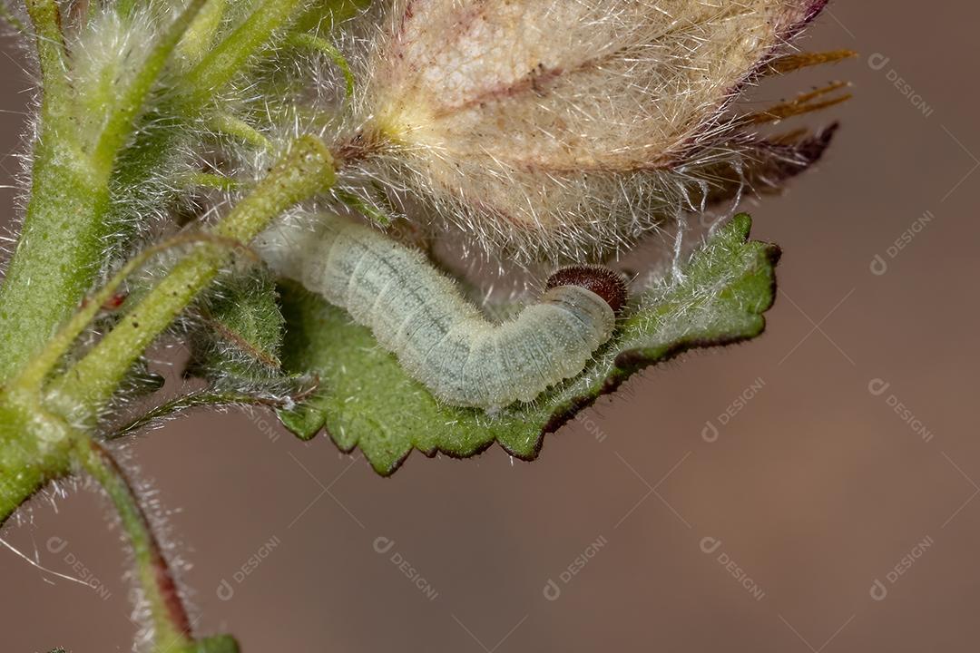 Lagarta de capitão quadriculada da tribo Pyrgini