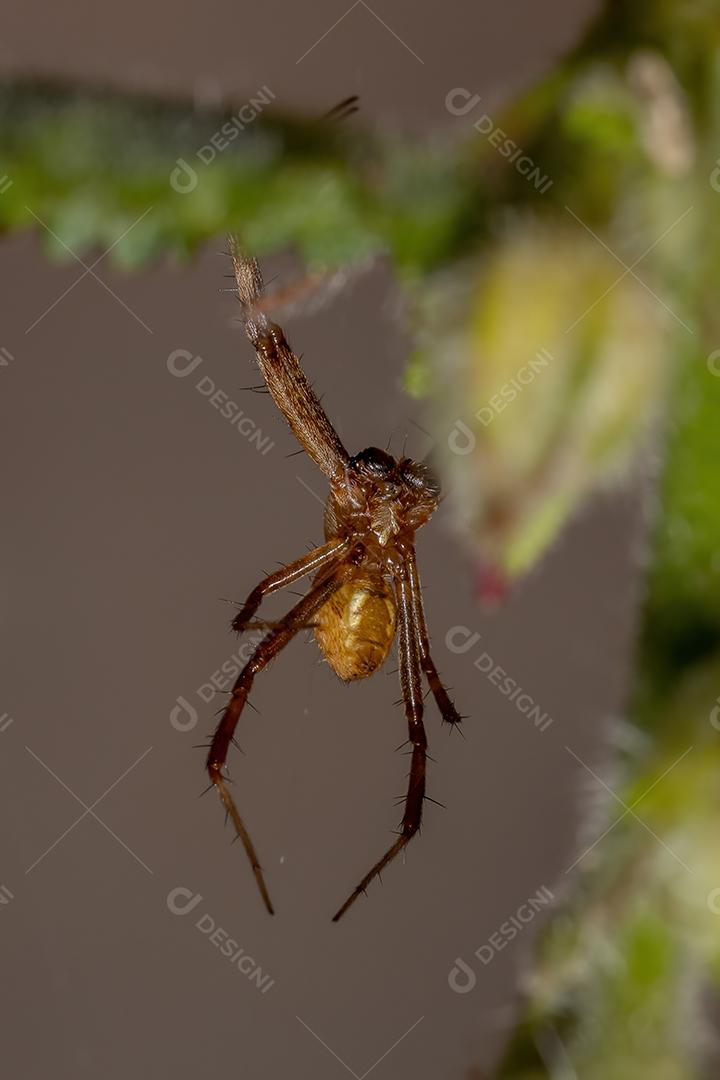 Masculino Silver Garden Orbweaver da espécie Argiope argentata