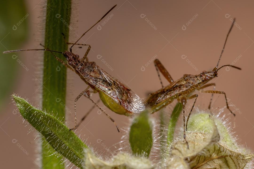 Inseto vegetal sem cheiro da família Rhopalidae