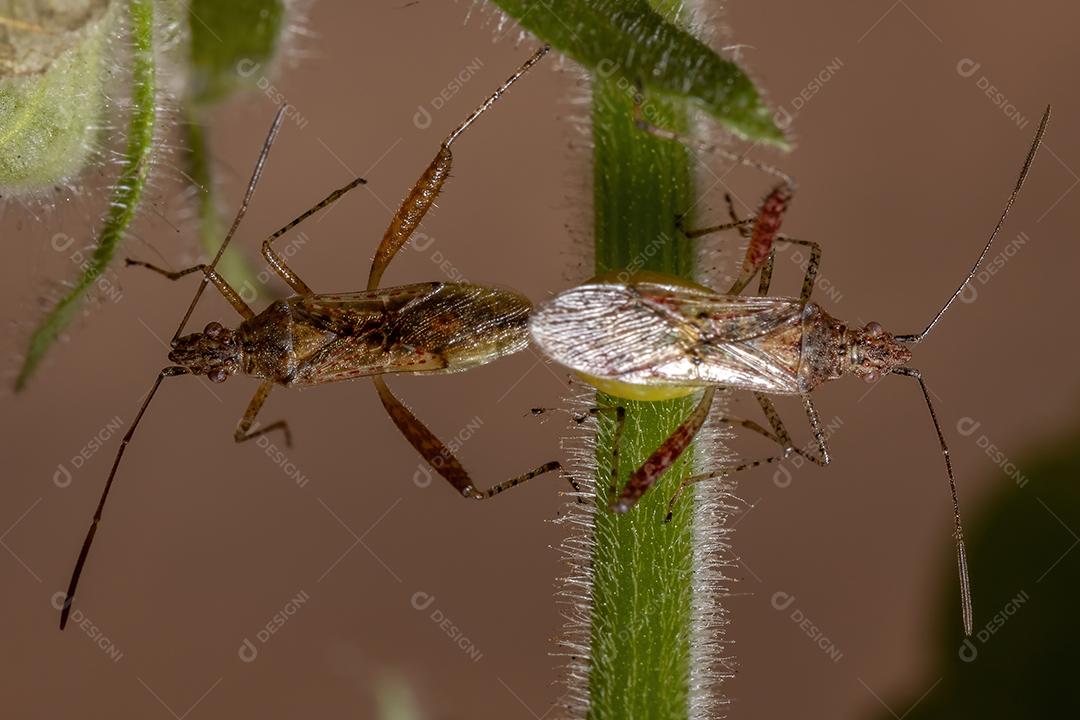 Inseto vegetal sem cheiro da família Rhopalidae