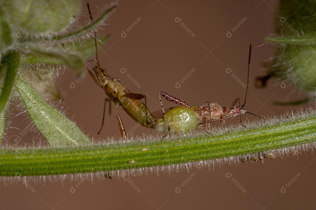 Inseto vegetal sem cheiro da família Rhopalidae