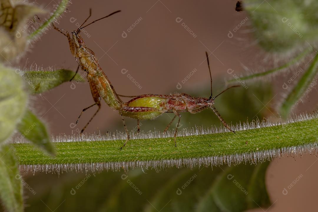 Inseto vegetal sem cheiro da família Rhopalidae