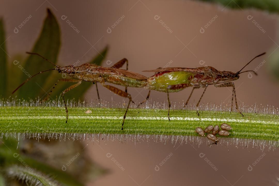 Inseto vegetal sem cheiro da família Rhopalidae