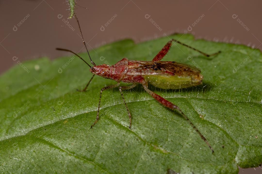 Inseto vegetal sem cheiro da família Rhopalidae