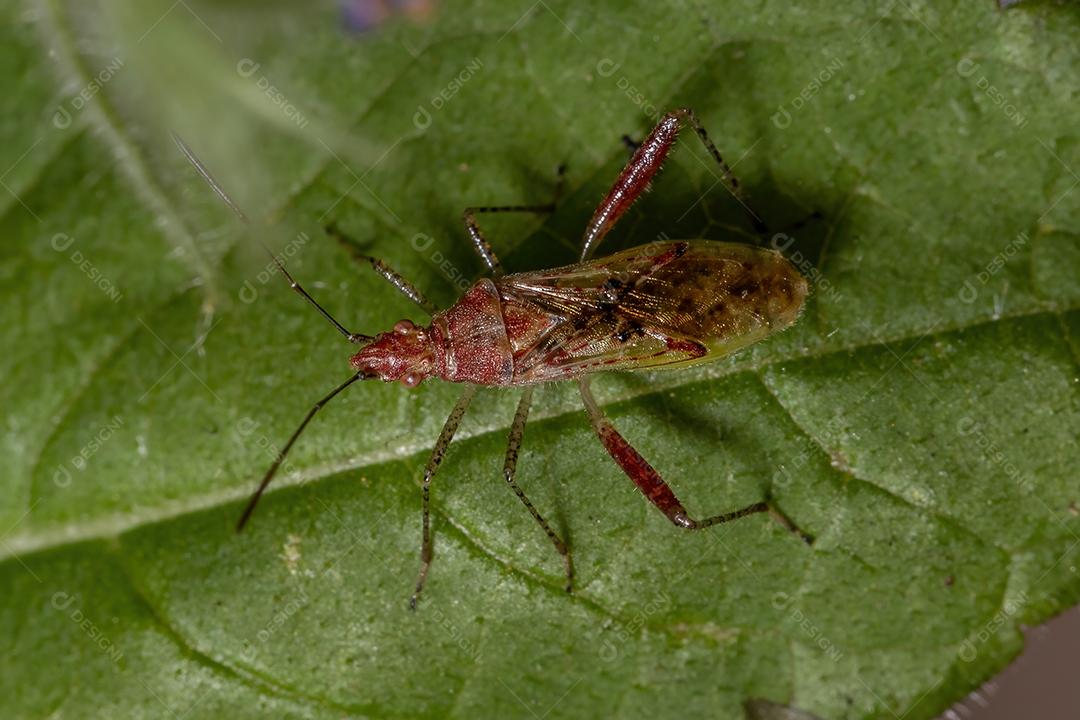Inseto vegetal sem cheiro da família Rhopalidae