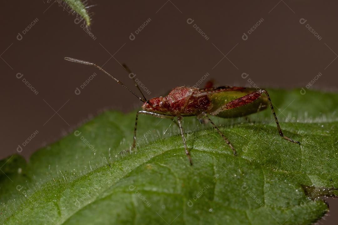 Inseto vegetal sem cheiro da família Rhopalidae